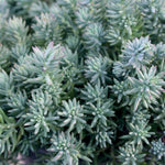 Blue Spruce Sedum