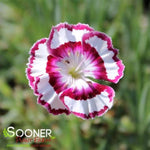 Raspberry Swirl Dianthus