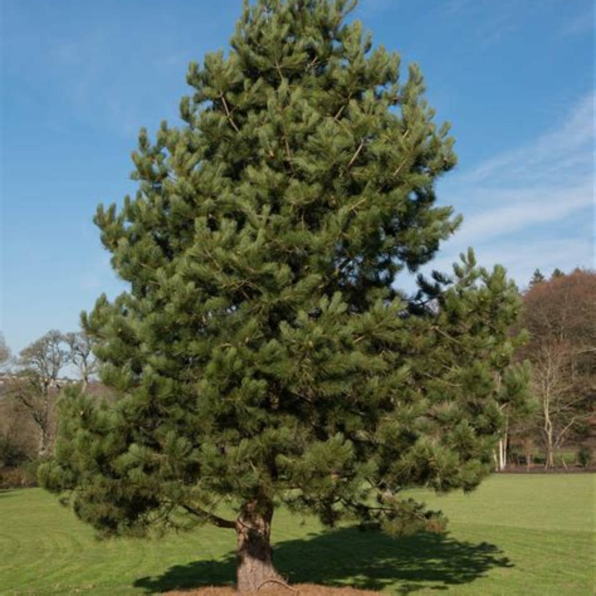 Austrian Pine
