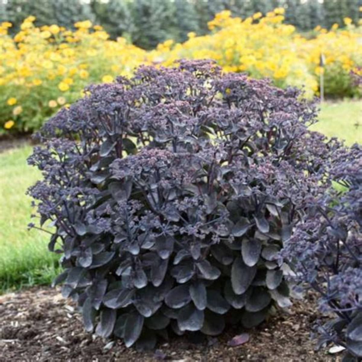 Rock 'N Grow® Back in Black Sedum