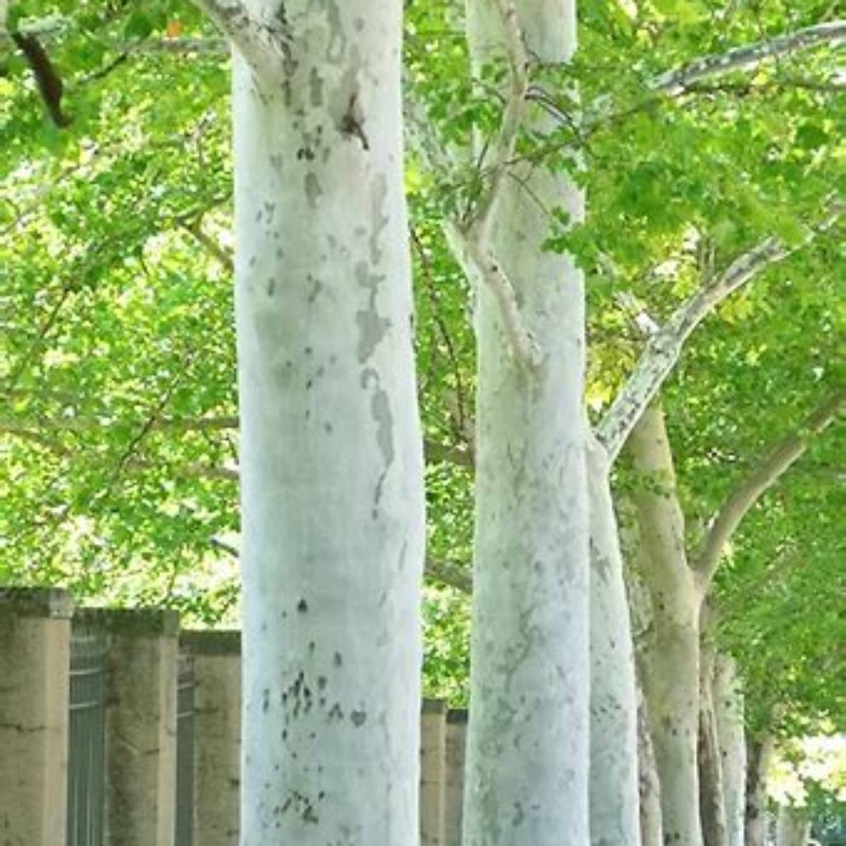 Rockford Road™ Planetree
