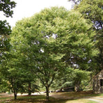 Hayven® Zelkova Tree