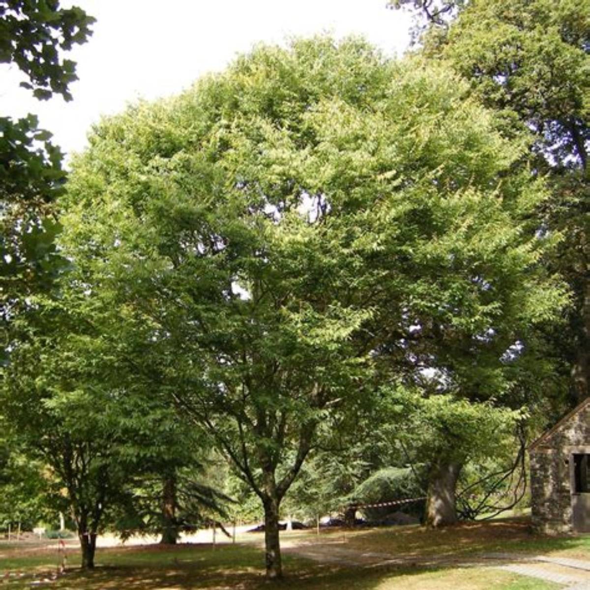 Hayven® Zelkova Tree