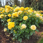 Julia Child Floribunda Rose