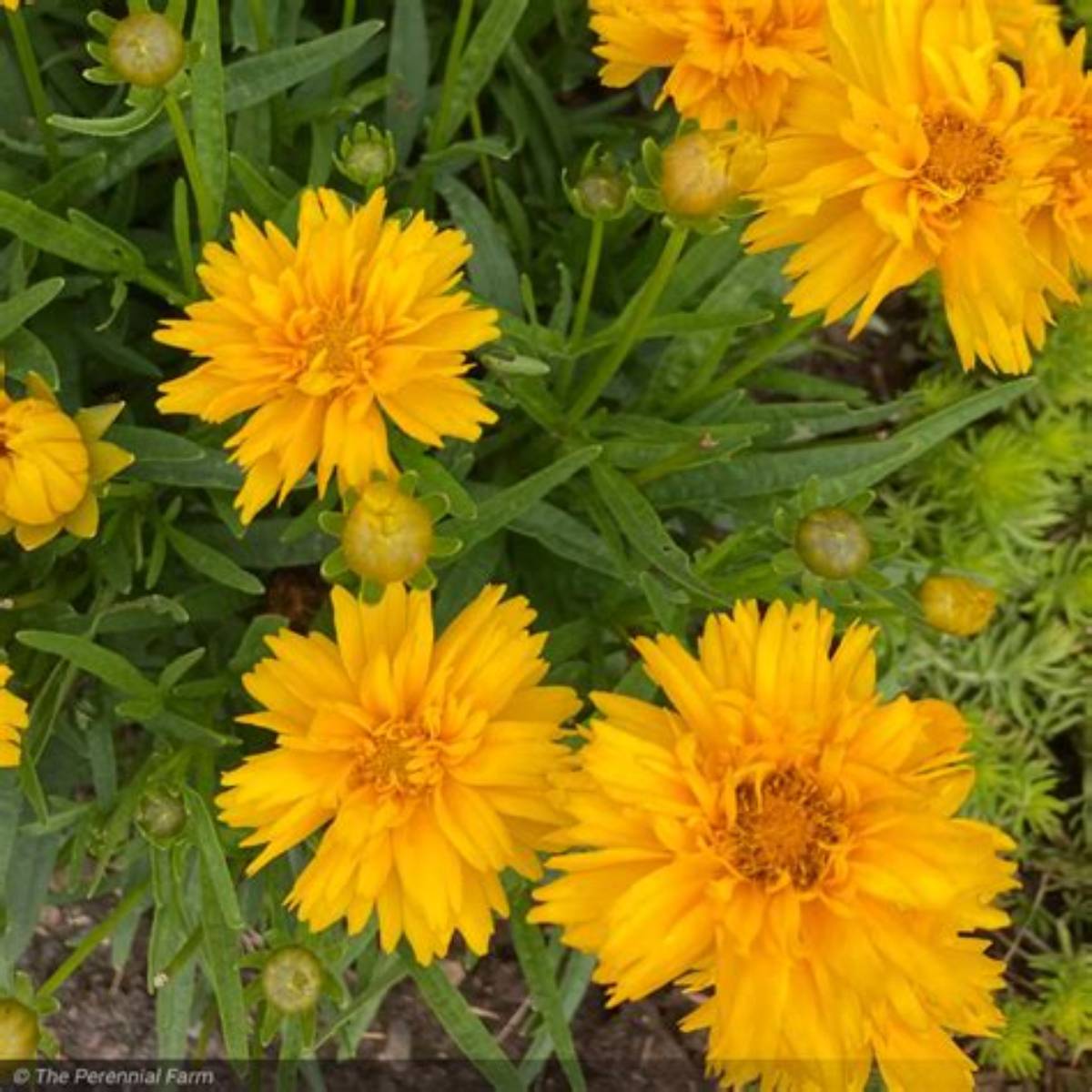 Double the Sun Coreopsis
