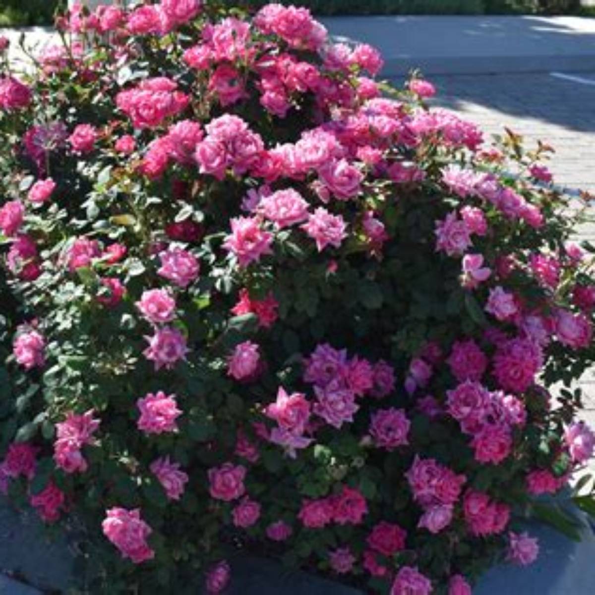 Double Knock Out® Rose
