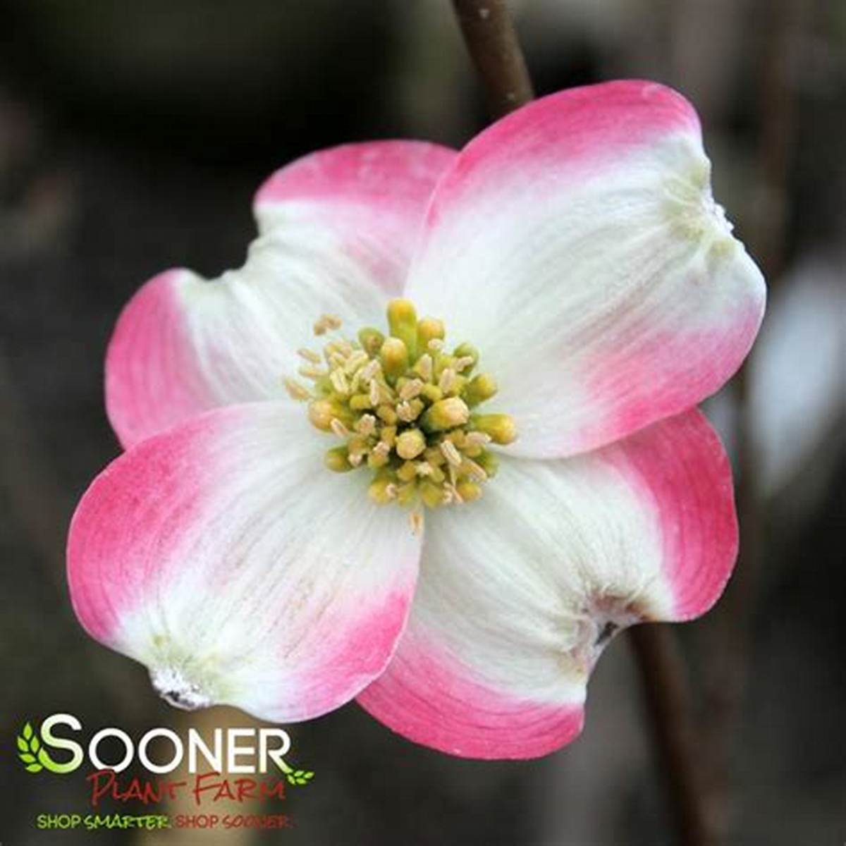 Ragin' Pink™ Dogwood