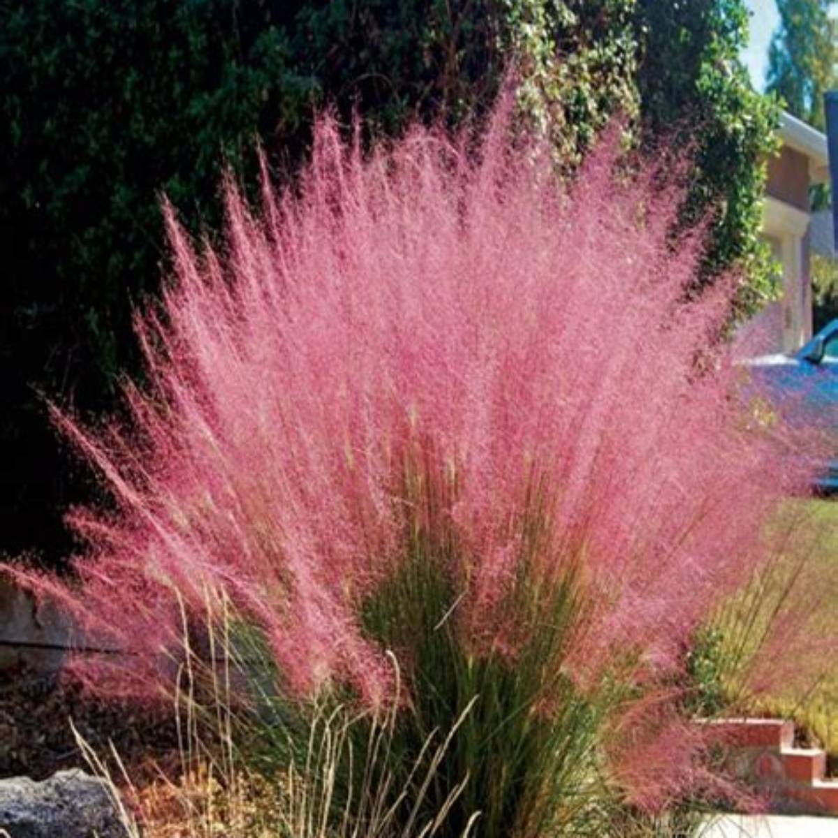Rosy Muhly Grass