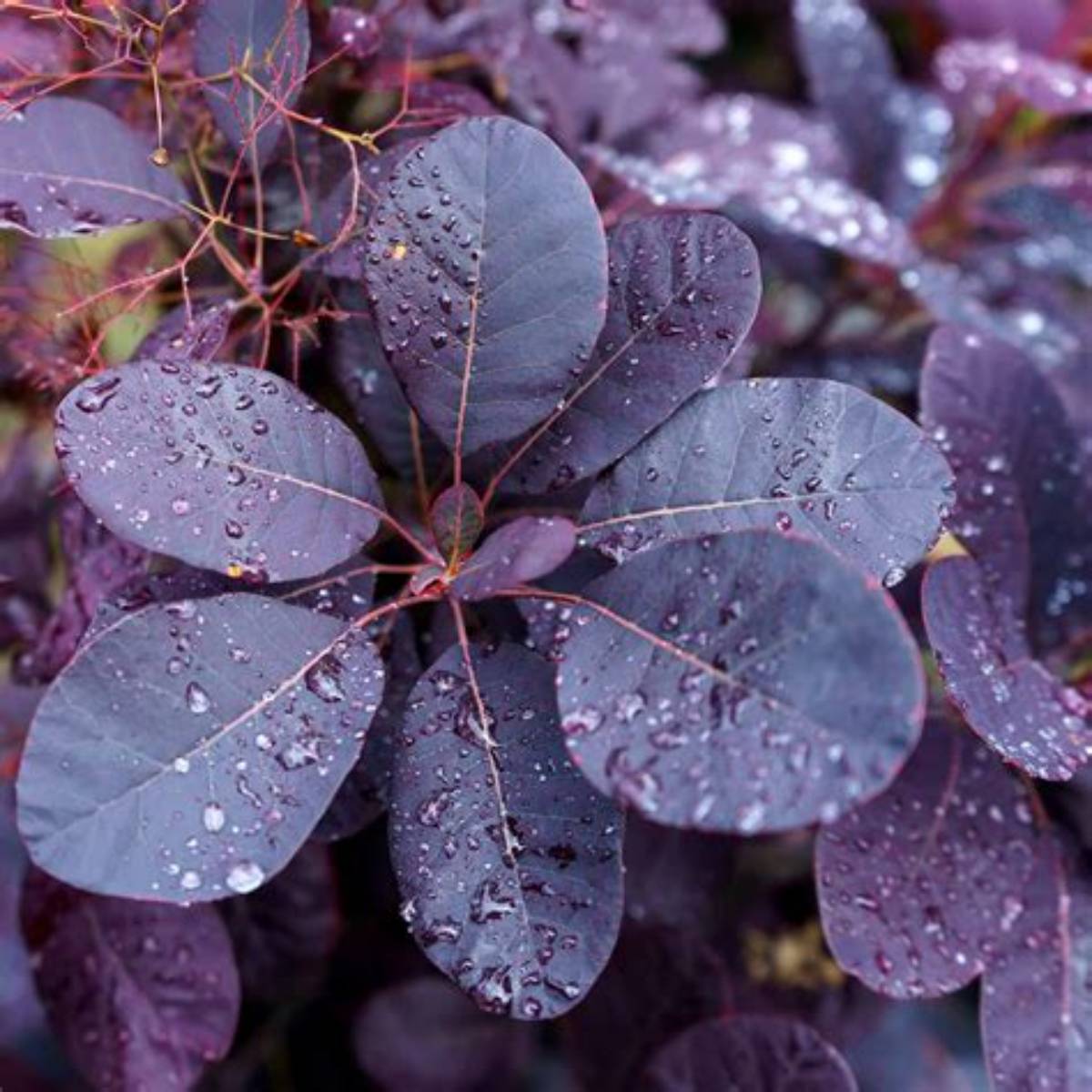 Royal Purple Smoketree - Bush