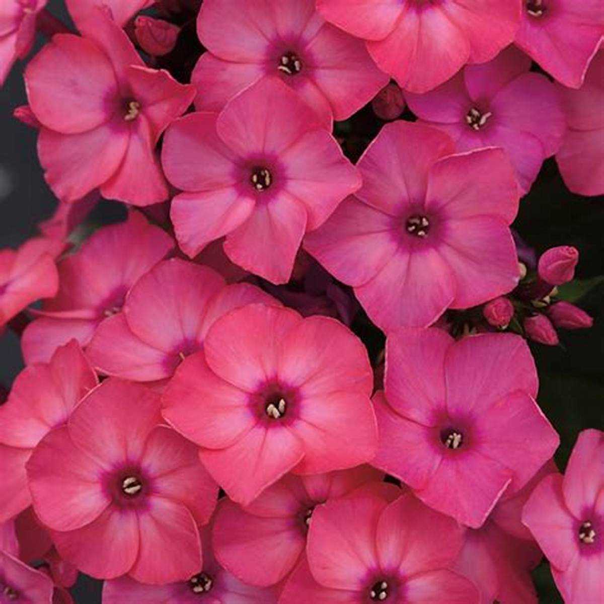 Super Ka-Pow™ Coral Phlox