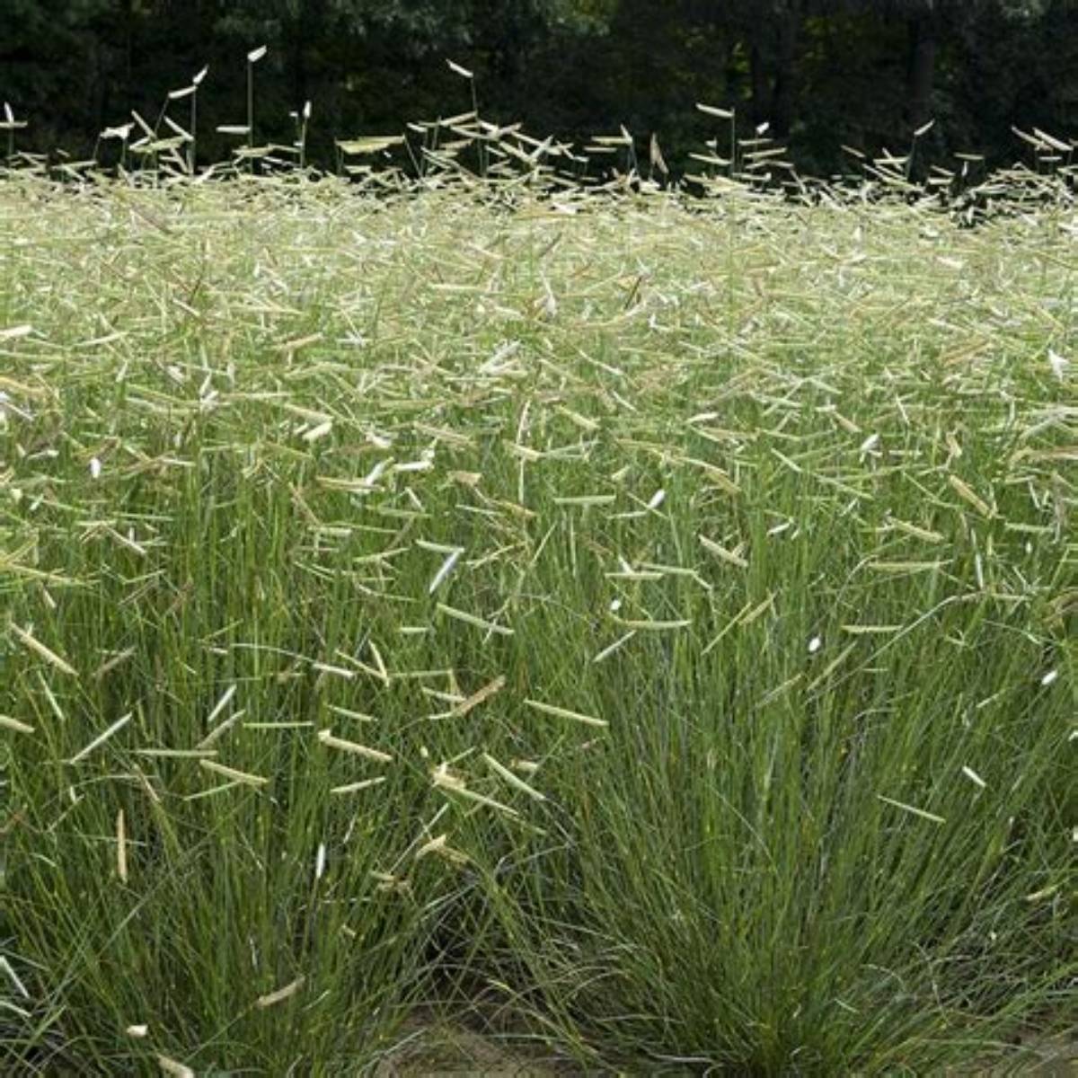 Blue Grama Grass