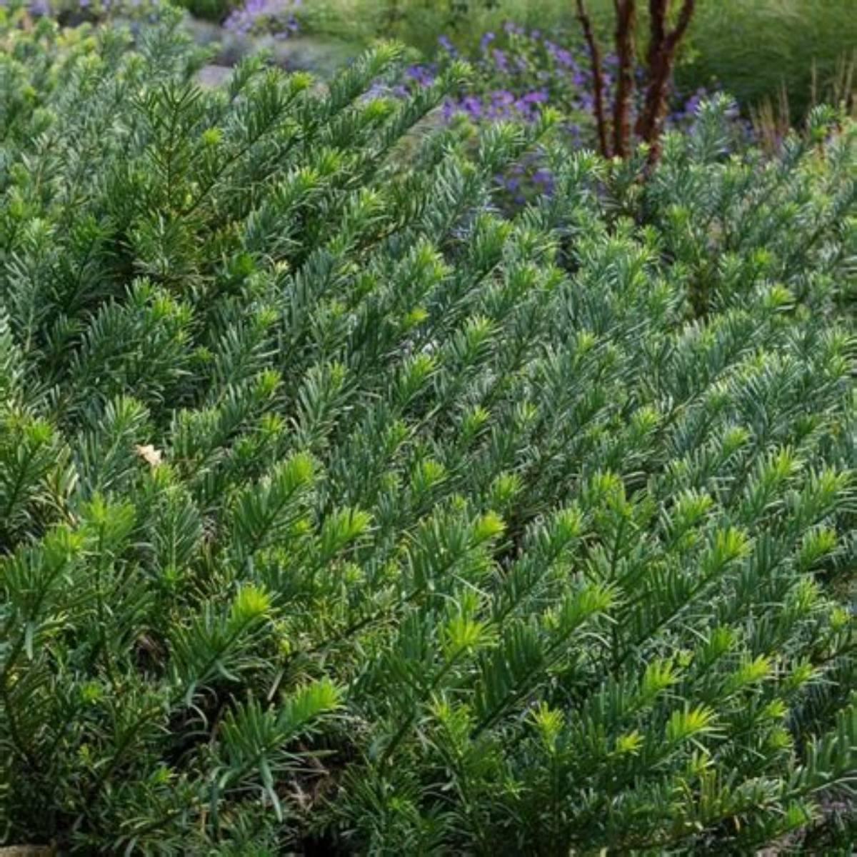 Duke Gardens Plum Yew