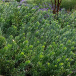 Duke Gardens Plum Yew
