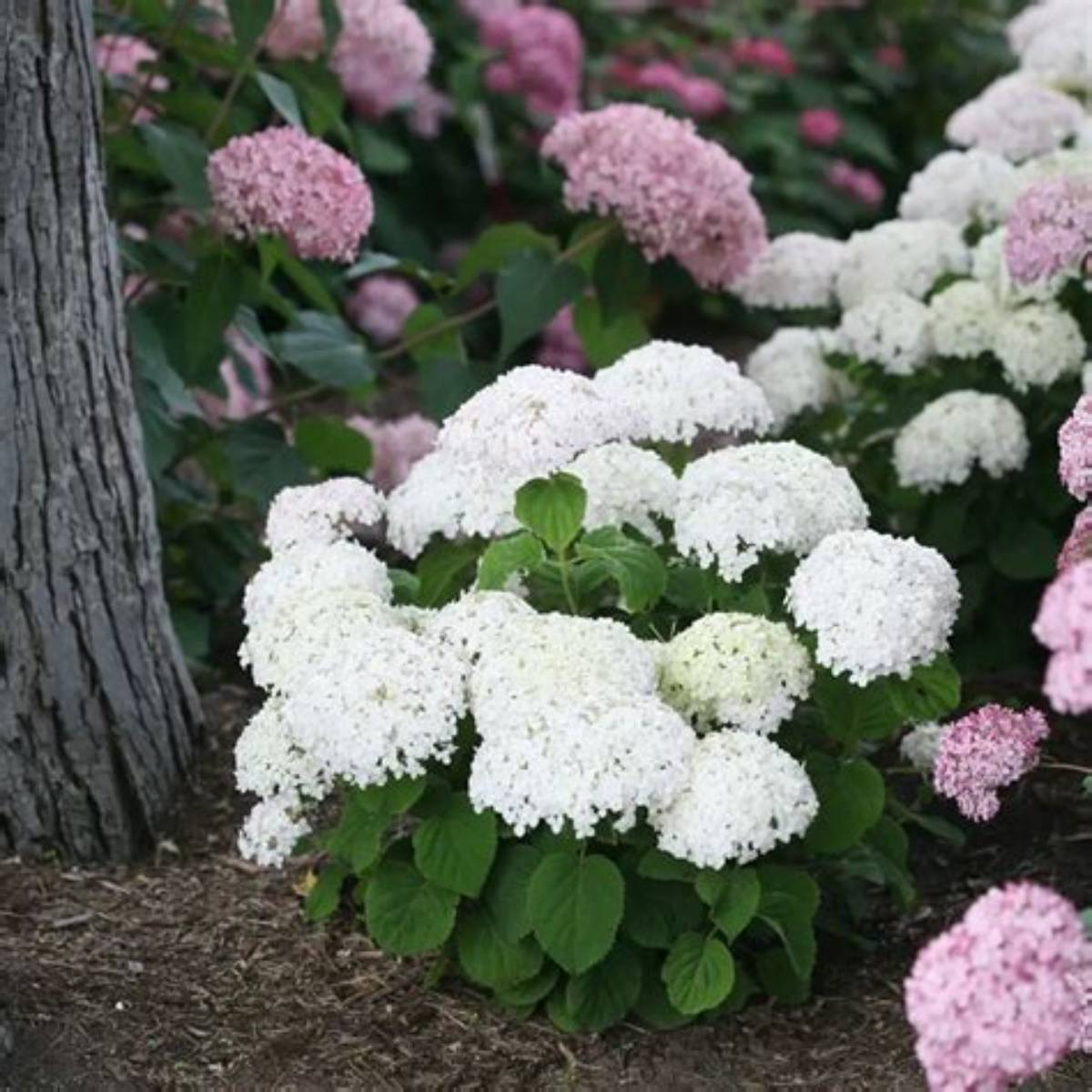 Invincibelle Wee White® Hydrangea