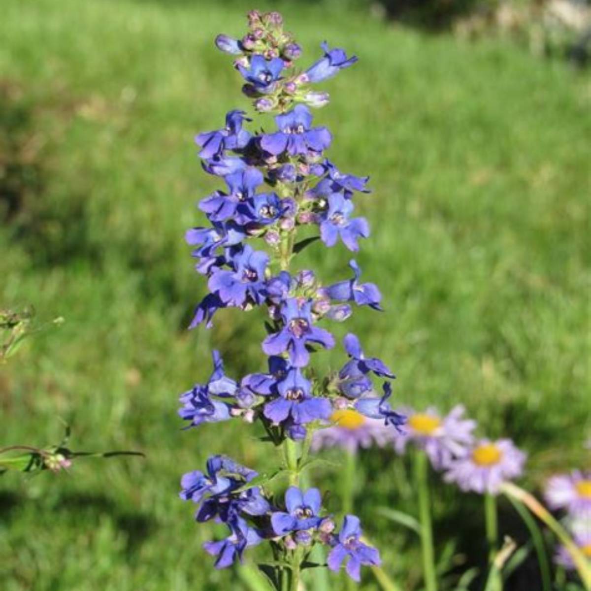 Grand Mesa Penstemon