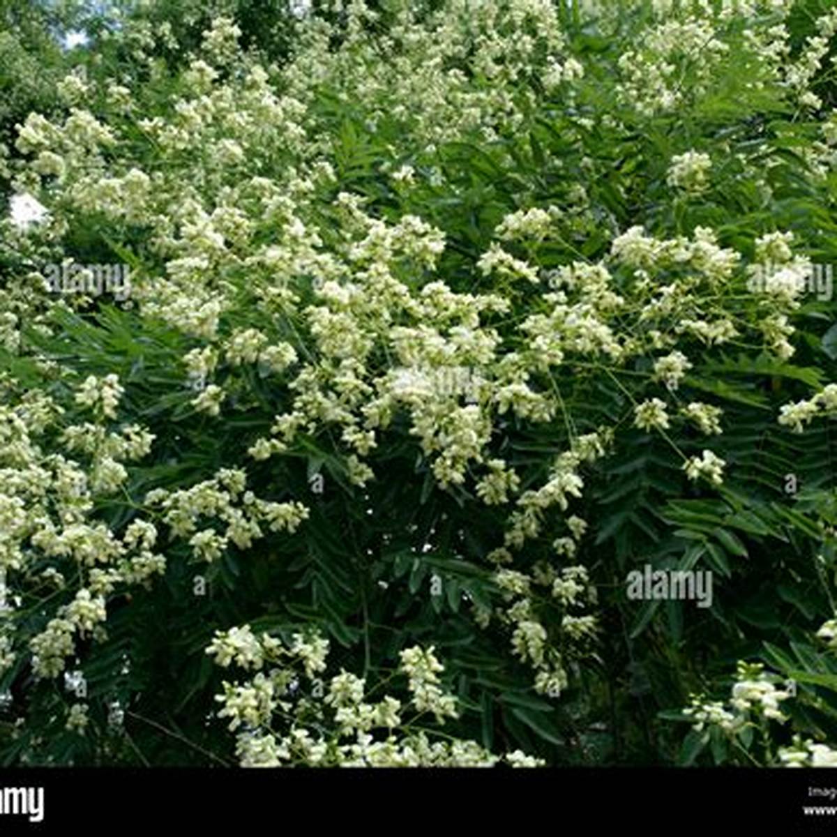 Japanese Pagoda Tree