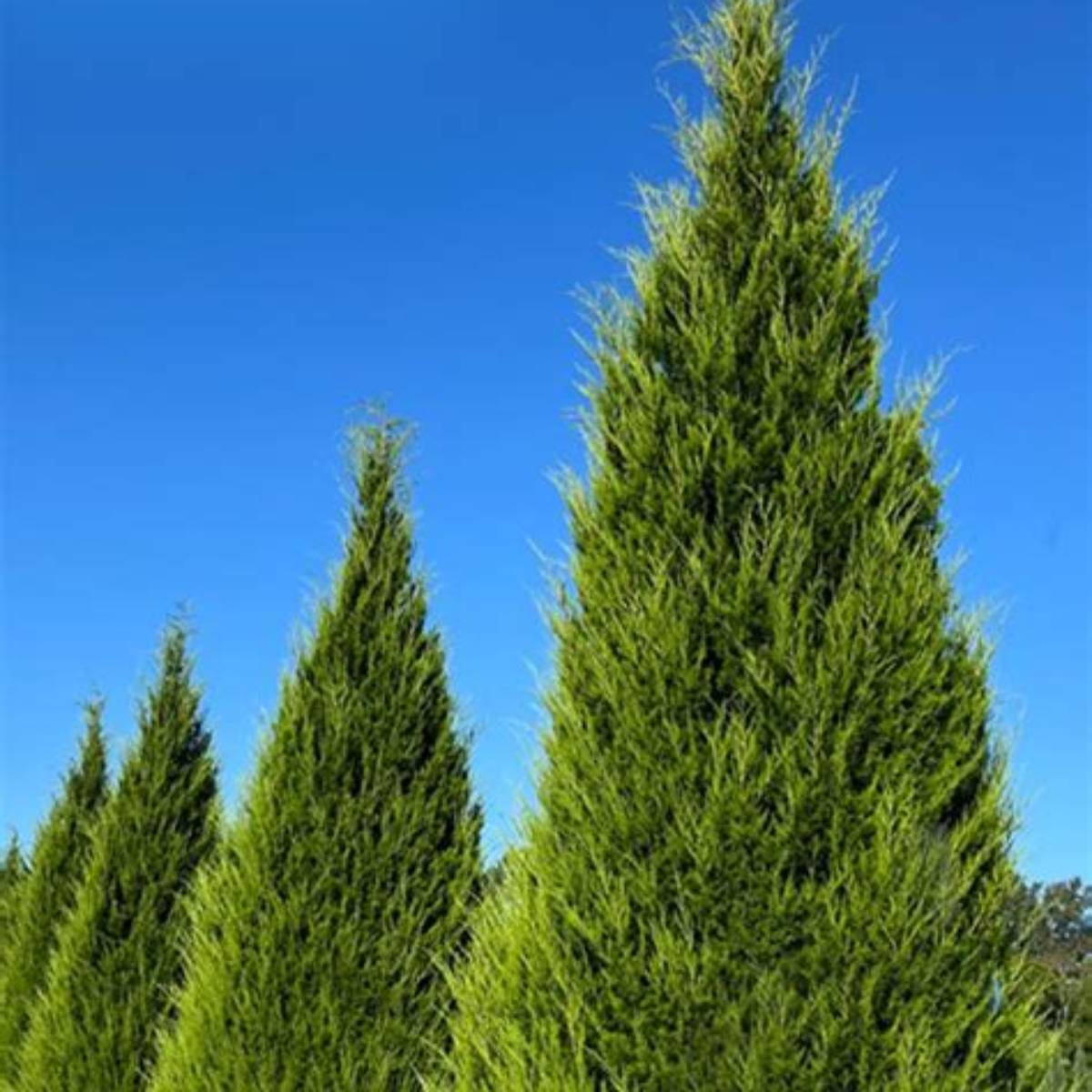 Eastern Red Cedar