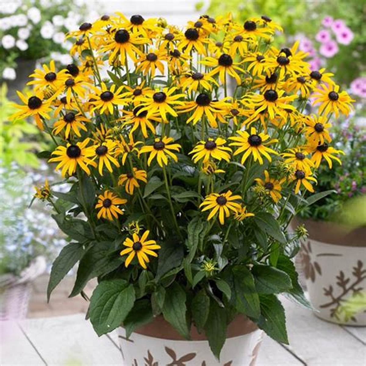 Little Goldstar Black-Eyed Susan
