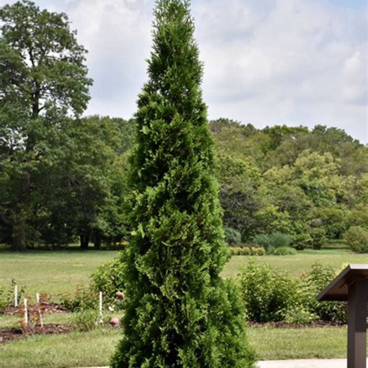 North Pole® Arborvitae