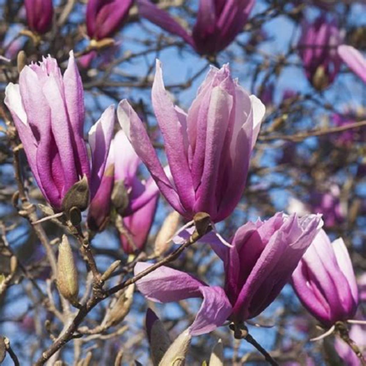 Betty Magnolia Tree