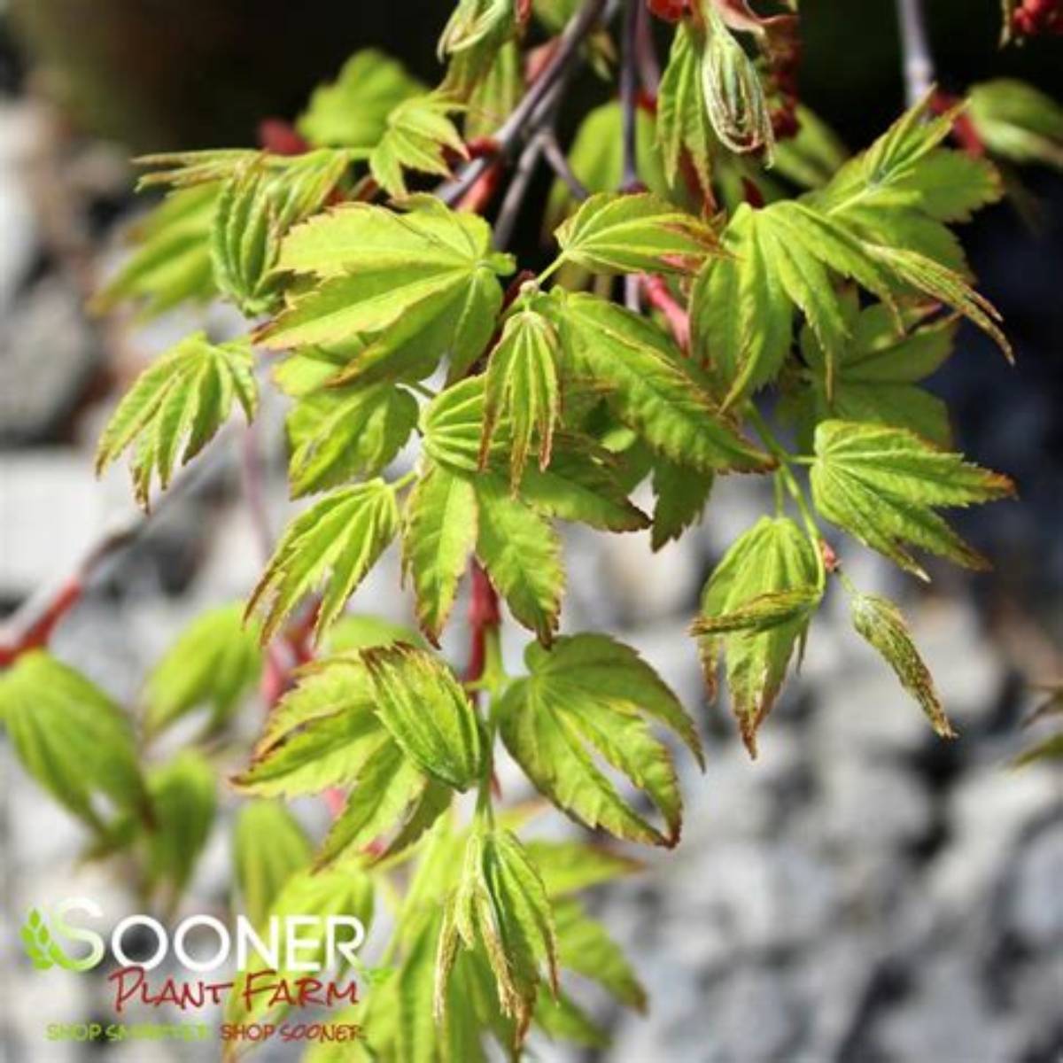 Ryusen Weeping Japanese Maple Tree