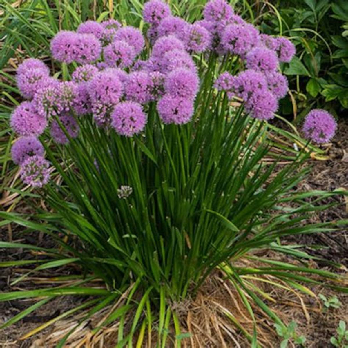 Millenium Ornamental Onion