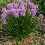 Millenium Ornamental Onion