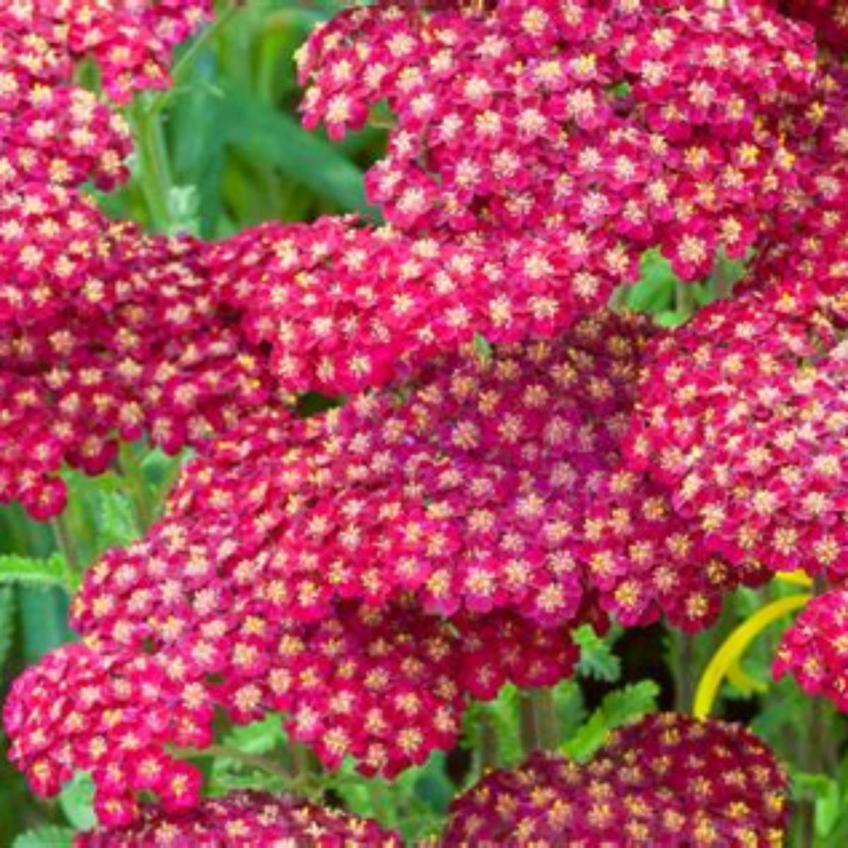Red Velvet Yarrow