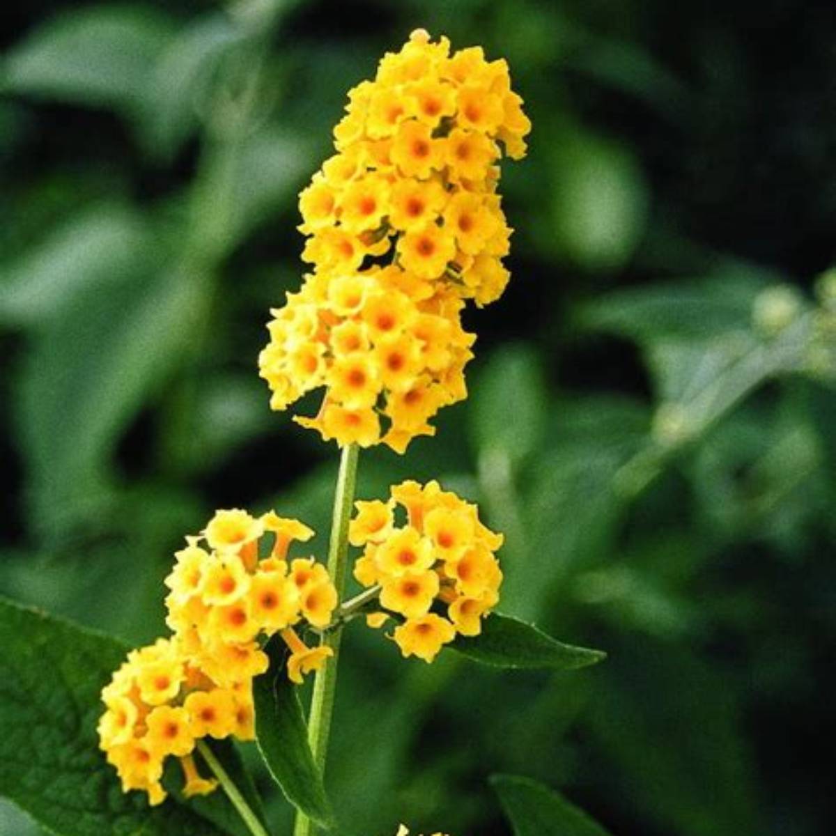 Honeycomb Butterfly Bush