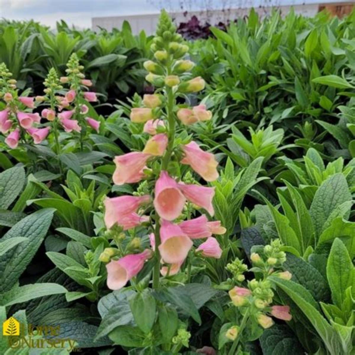 Arctic Fox™ Rose Foxglove