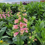 Arctic Fox™ Rose Foxglove
