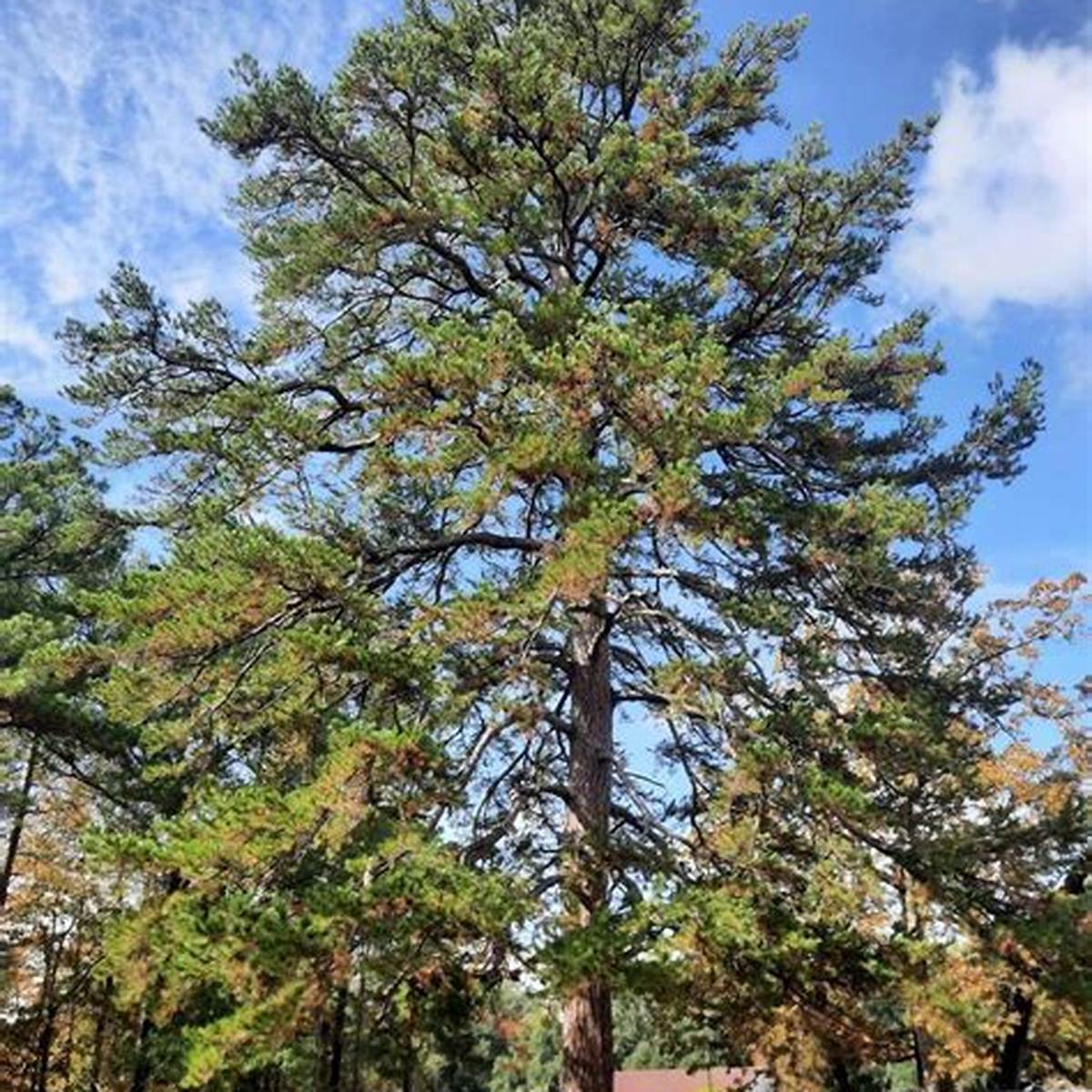 Shortleaf Pine