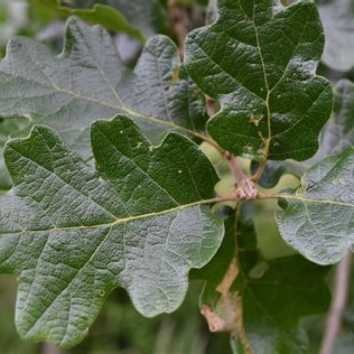 White Oak Tree