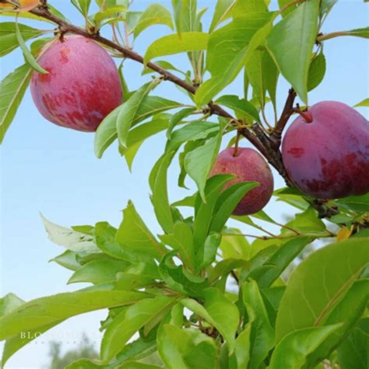 Flavor Grenade Pluot Tree