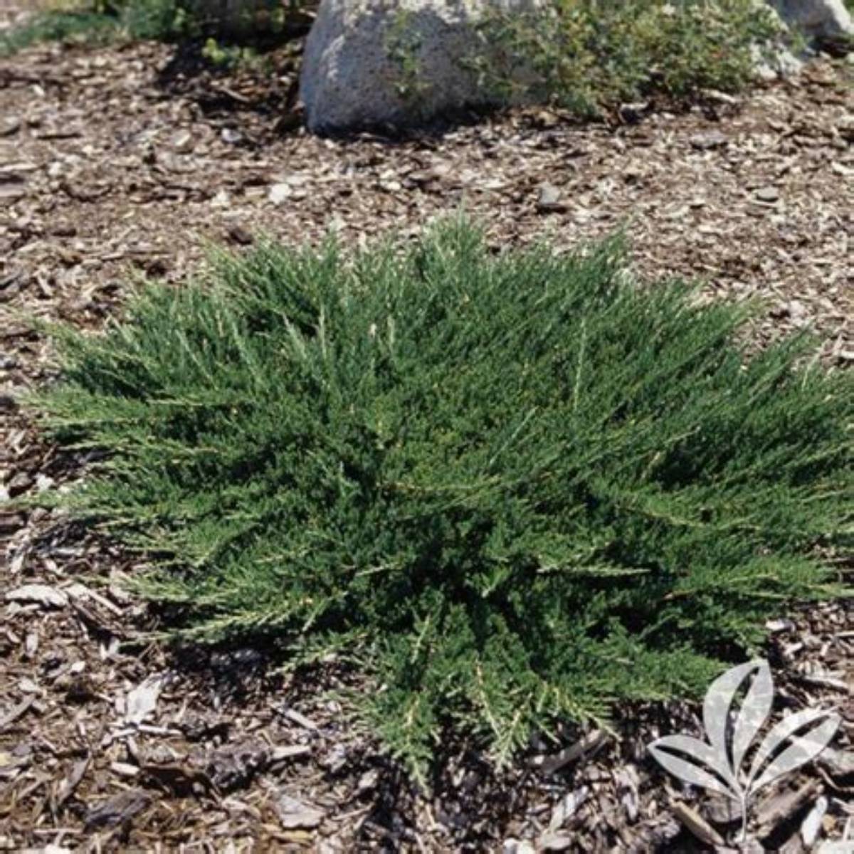 Mini Arcadia Juniper
