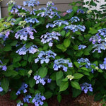 Endless Summer® Twist N' Shout® Hydrangea
