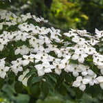 Kousa Dogwood Tree