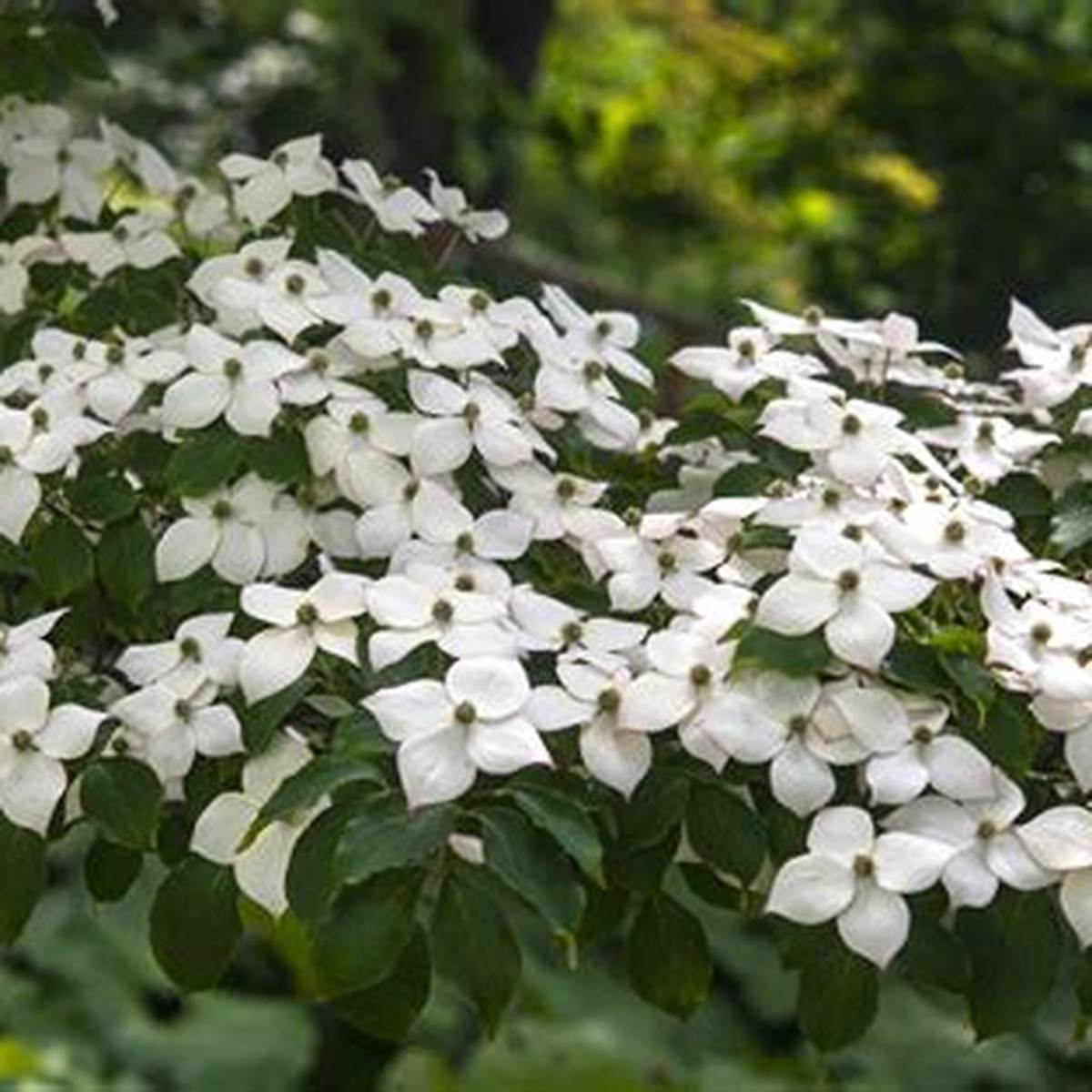 Kousa Dogwood Tree