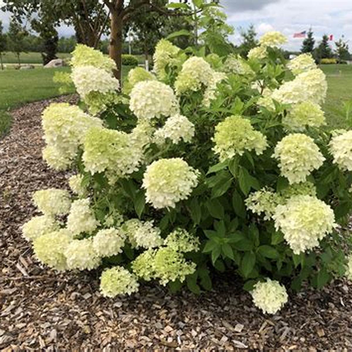 Bobo® Hydrangea