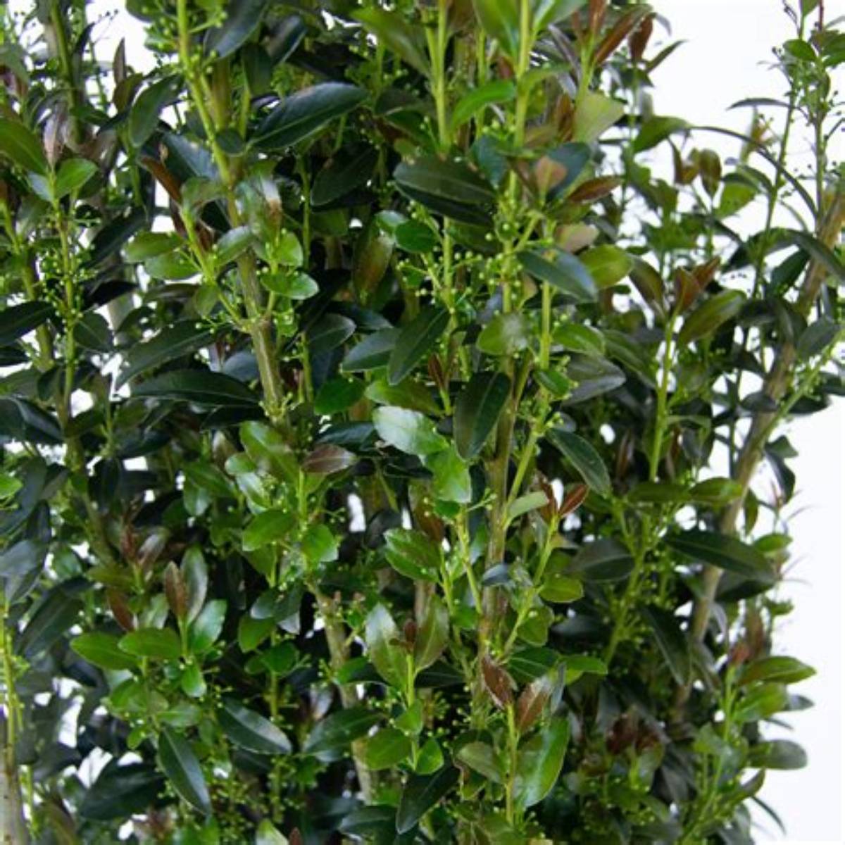 Jade Lance® Holly