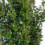 Jade Lance® Holly