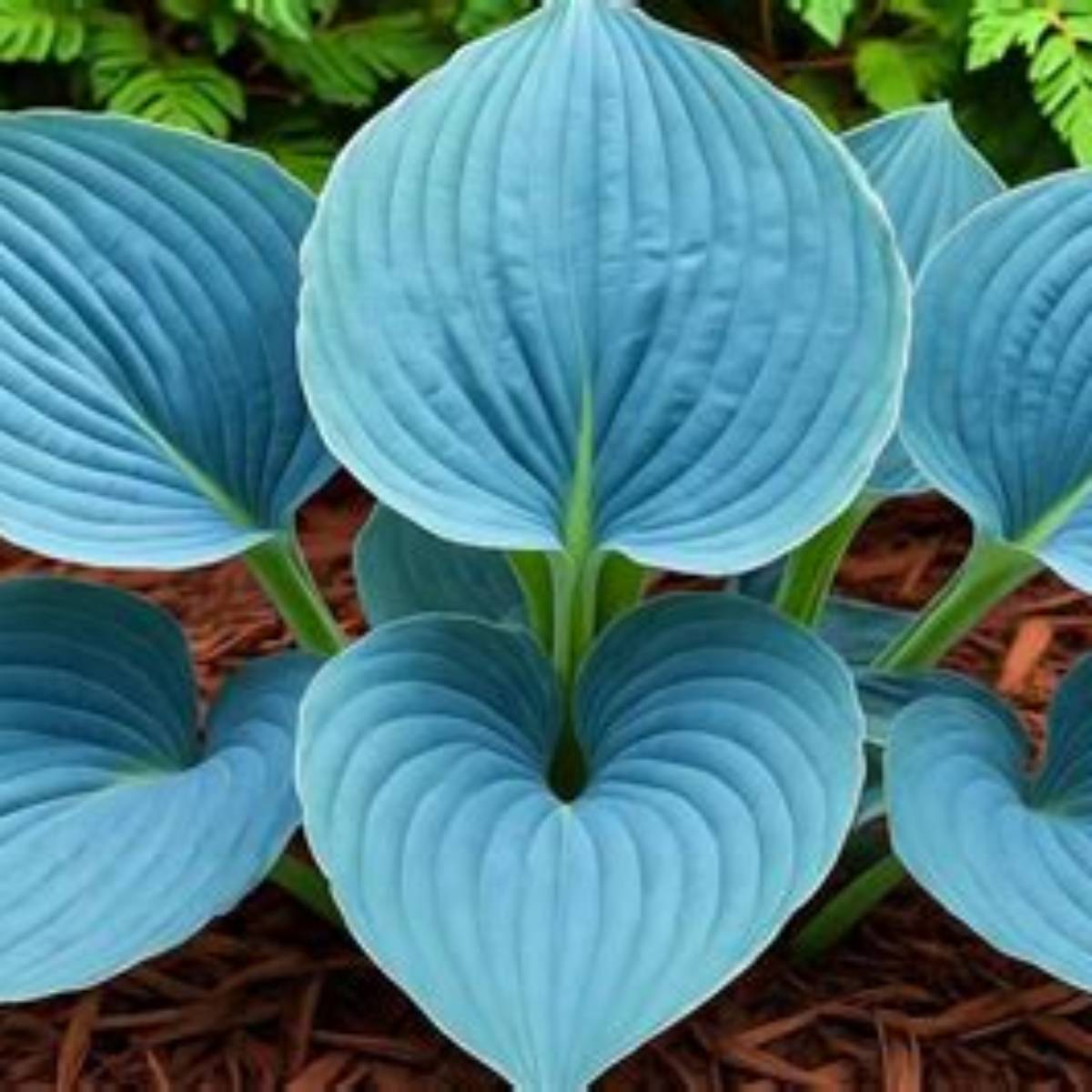 Big Daddy Hosta