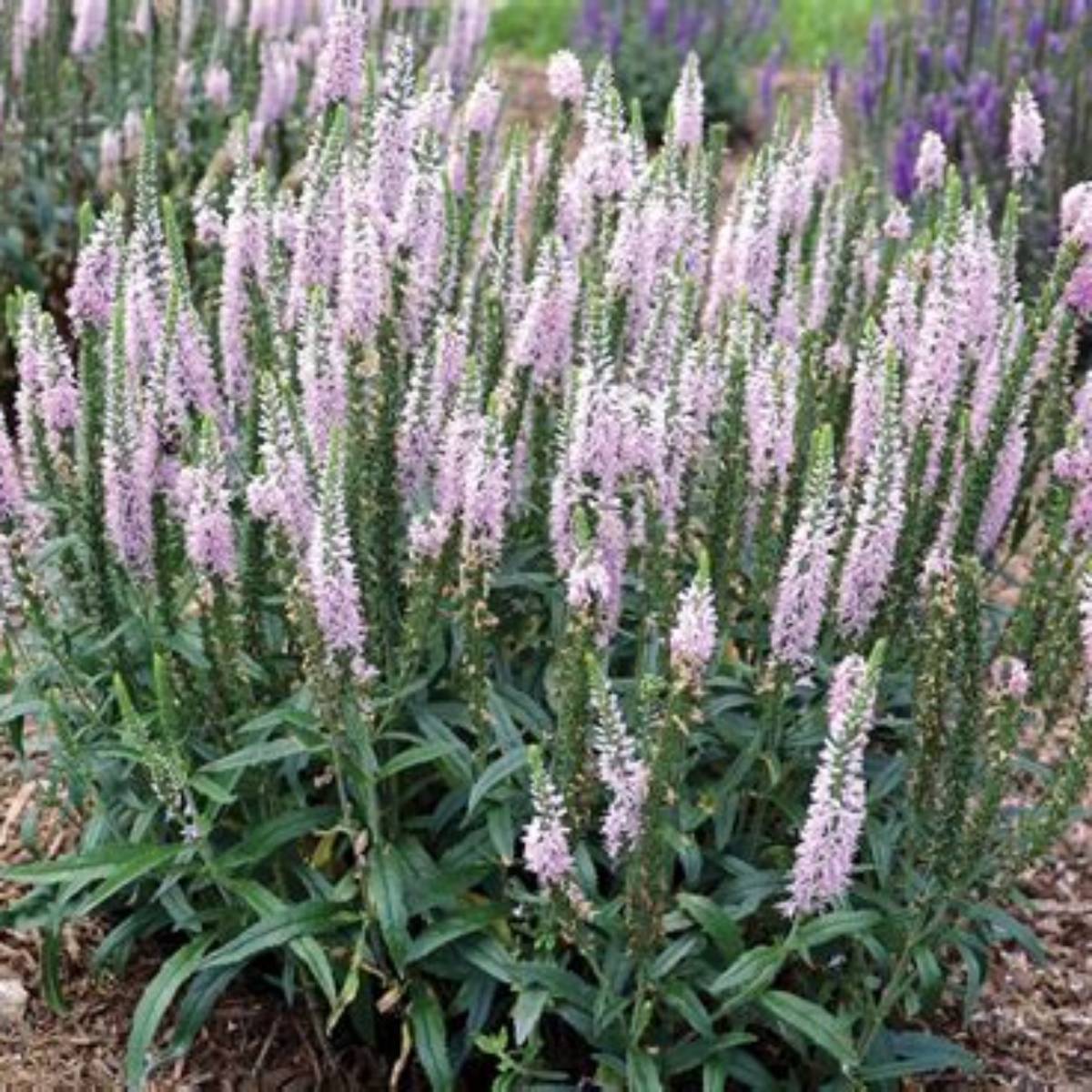 Moody Blues® Pink Speedwell