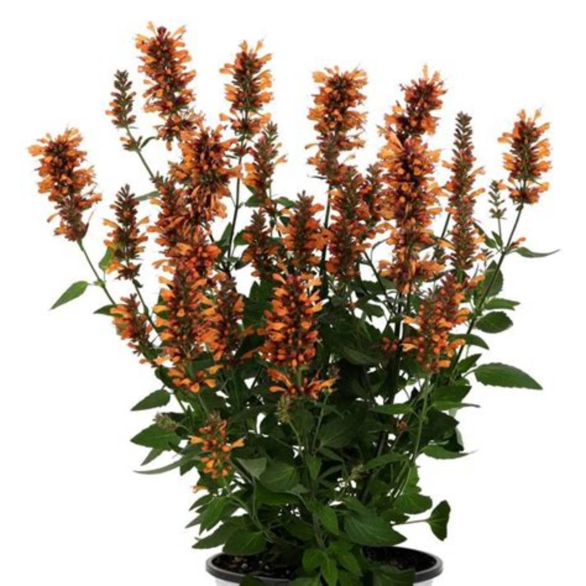 Honeysticks Ember Agastache
