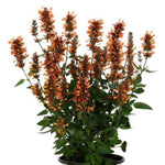 Honeysticks Ember Agastache