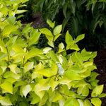 Prairie Fire Dogwood