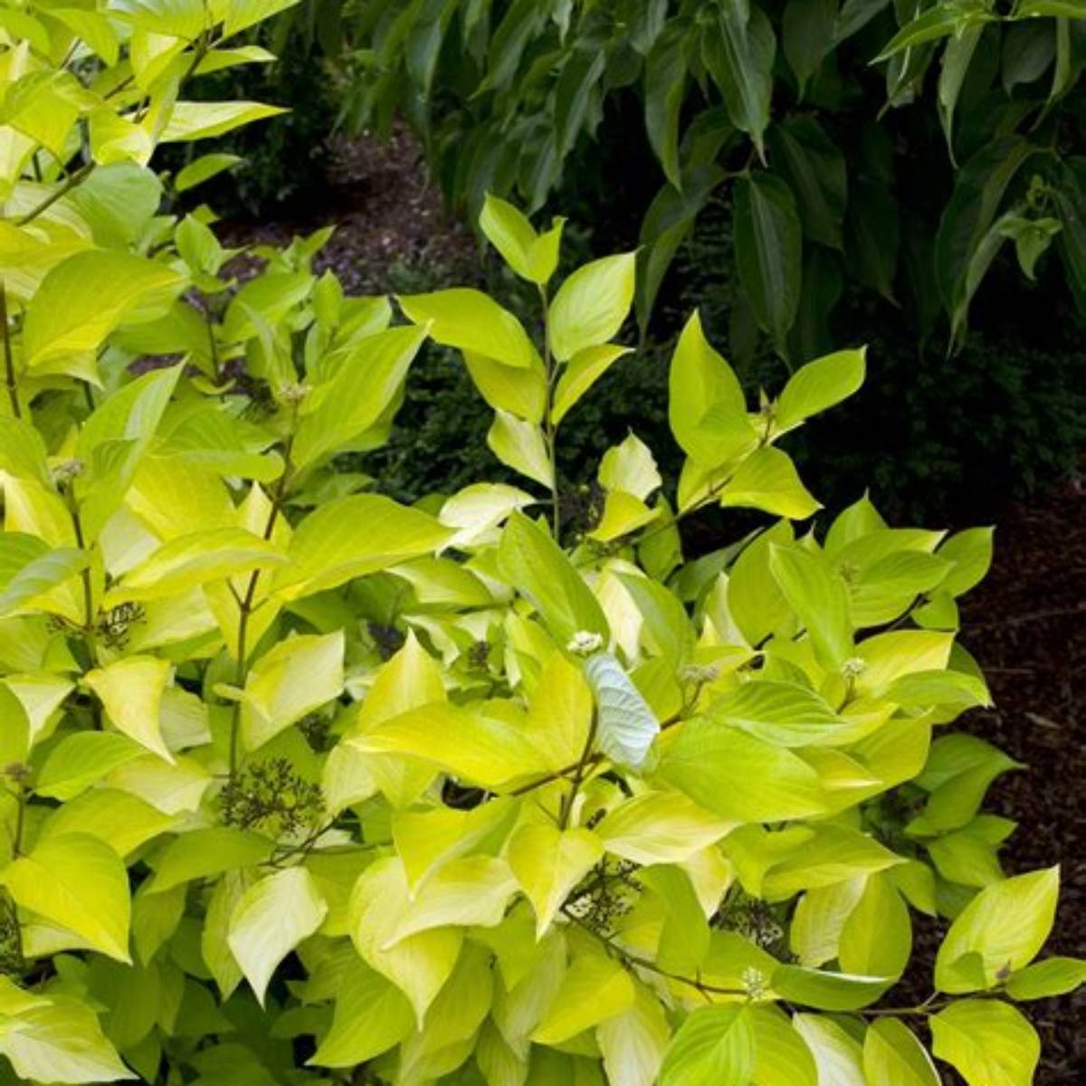 Prairie Fire Dogwood