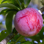 Santa Rosa Plum Tree