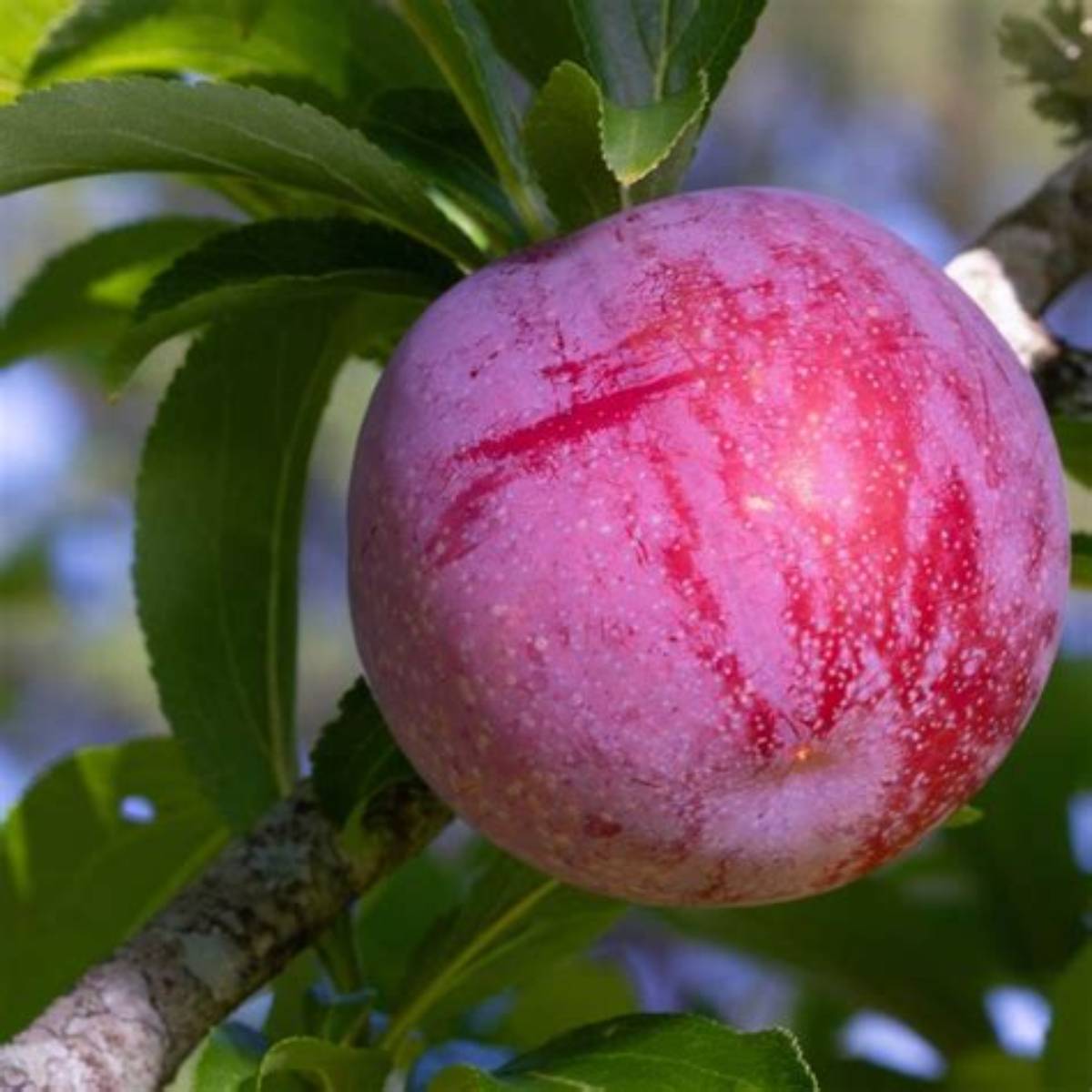 Santa Rosa Plum Tree