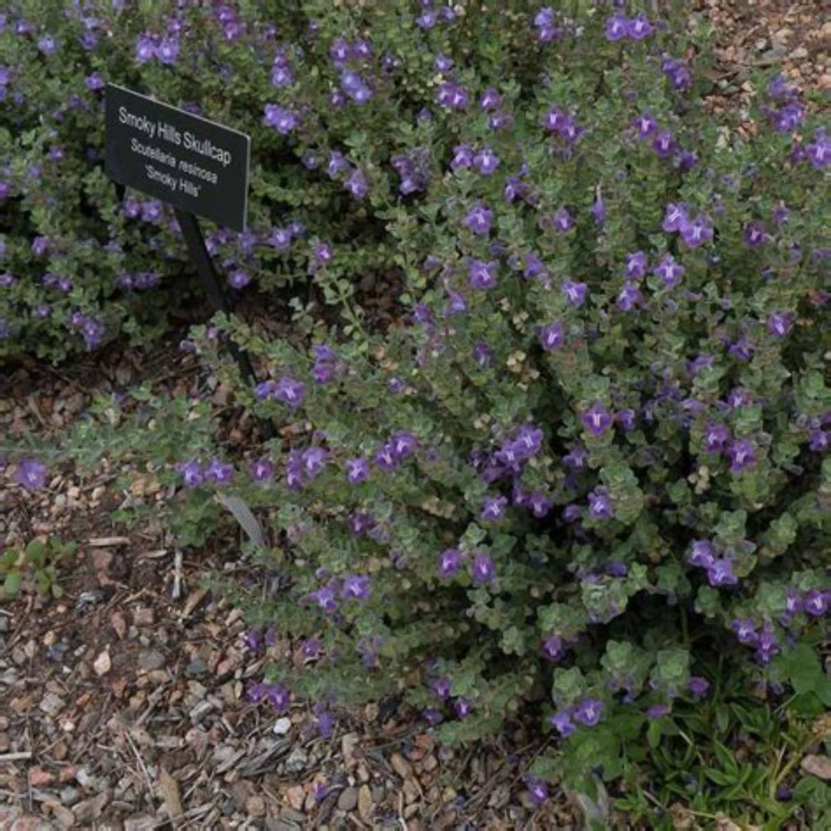 Smoky Hills Skullcap